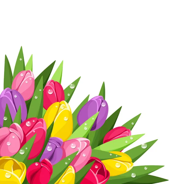 Tulipanes coloridos con gotas de rocío. Ilustración vectorial . Gráficos Vectoriales