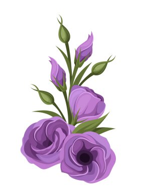 Mor lisianthus çiçekler. vektör çizim.