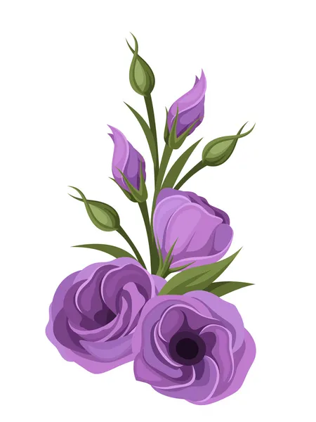 Fiori di lisianto viola. Illustrazione vettoriale . — Vettoriale Stock