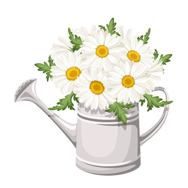 Bouquet of daisies in watering can. Vector illustration.