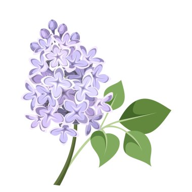 Eflatun çiçekler dalı. vektör çizim.