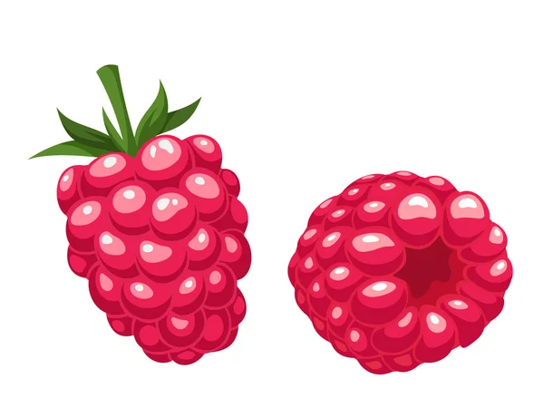 Raspberry. Vector illustration. — Stock Vector