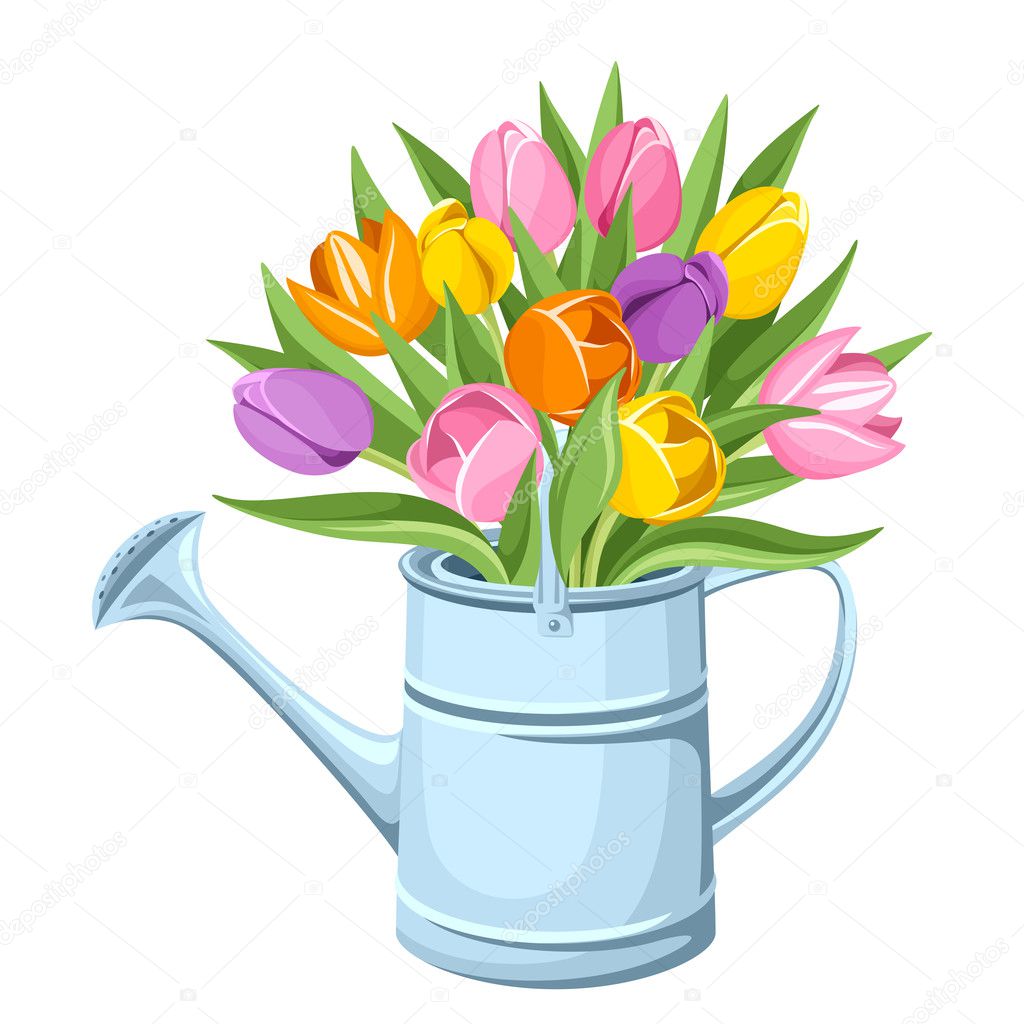 Bouquet of tulips in watering can. Vector illustration.