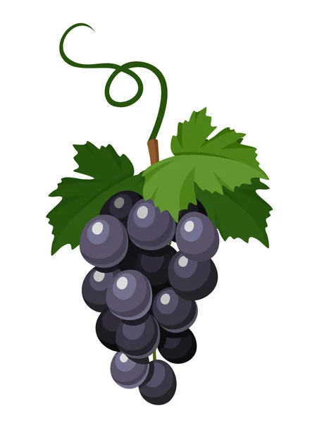 Un racimo de uvas negras. Ilustración vectorial . — Archivo Imágenes Vectoriales