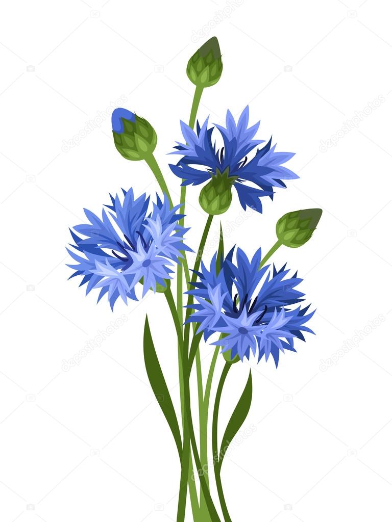 Bouquet of blue cornflowers. Vector illustration.