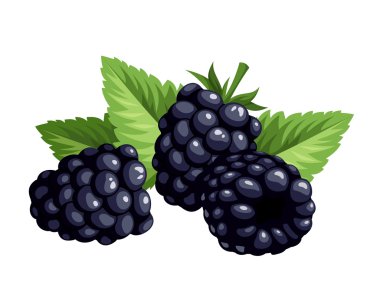 Blackberries isolated on a white background. Vector illustration. clipart