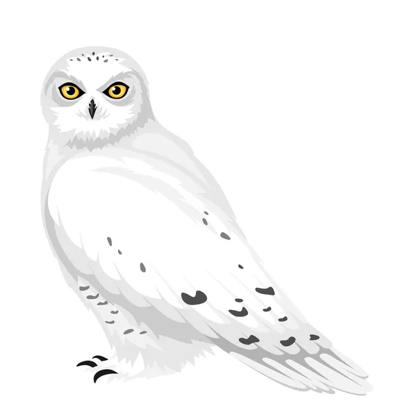 Hibou des neiges. Illustration vectorielle . — Image vectorielle