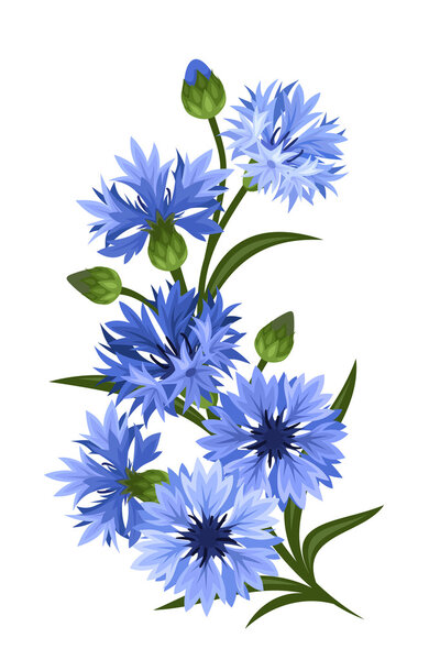 Branch of blue cornflowers. Vector illustration.