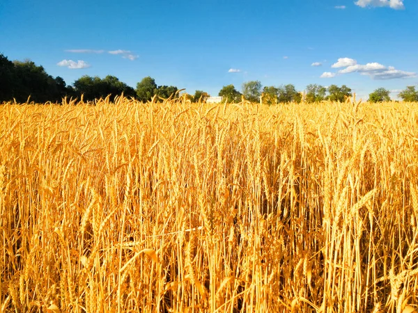 Ryskt Vetefält Sommar Landskap Färger Ukrainska Flaggan — Stockfoto