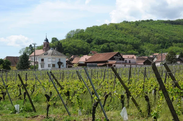 Fransa, alsace içinde orschwiller vineyards — Stok fotoğraf