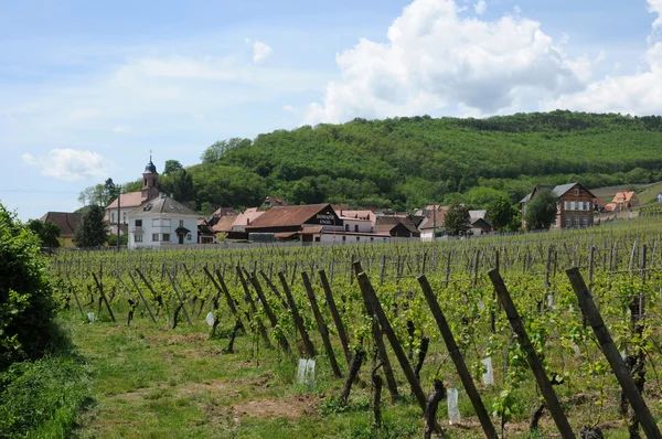 France, vineyards of Orschwiller in Alsace — Stock Photo, Image