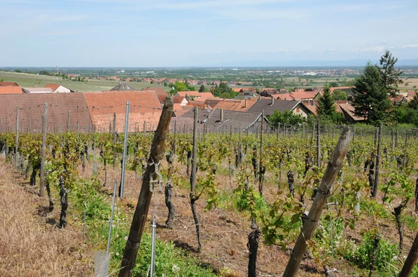 Francie, vinice orschwiller v Alsasku — Stock fotografie
