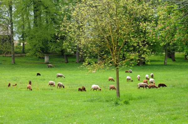 France, sheeps in the park of Th��m��ricourt Stock Picture