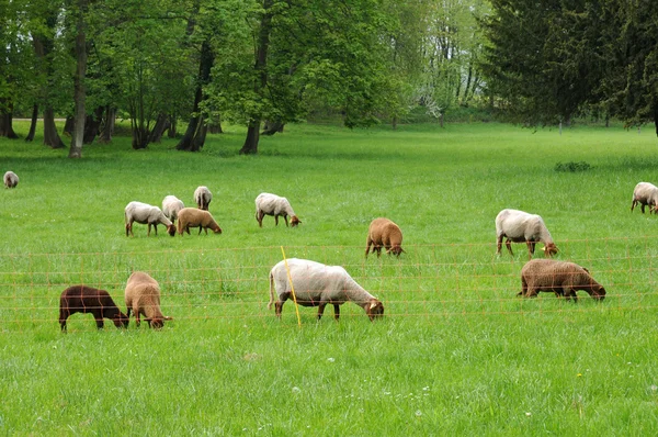 Francia, ovejas en el parque de Th jalá que ricourt — Foto de Stock