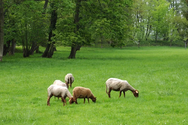 France, sheeps in the park of Th��m��ricourt — Stock Photo, Image