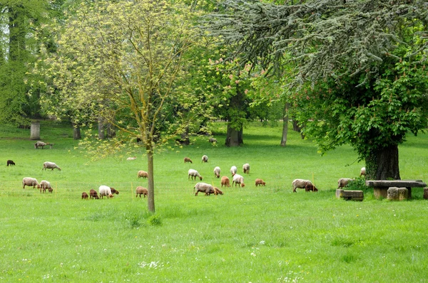 France, sheeps in the park of Th��m��ricourt Royalty Free Stock Images