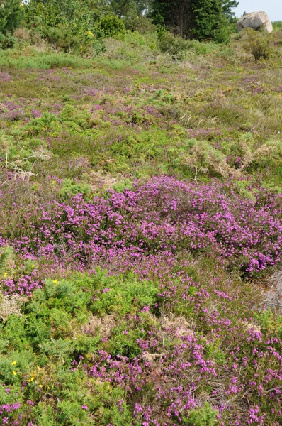 France, la bruyère du Ploumanac h en Bretagne — Photo