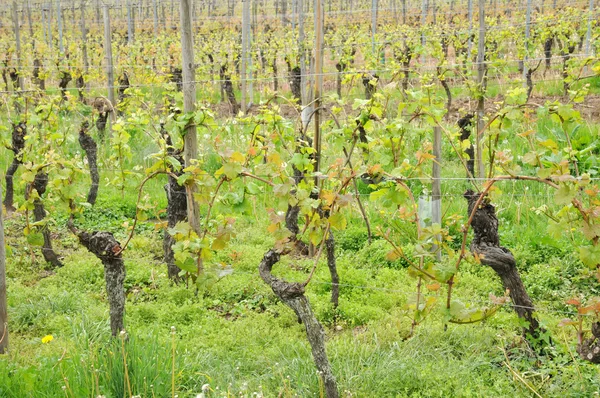 A vinha de Obernai na Alsácia — Fotografia de Stock