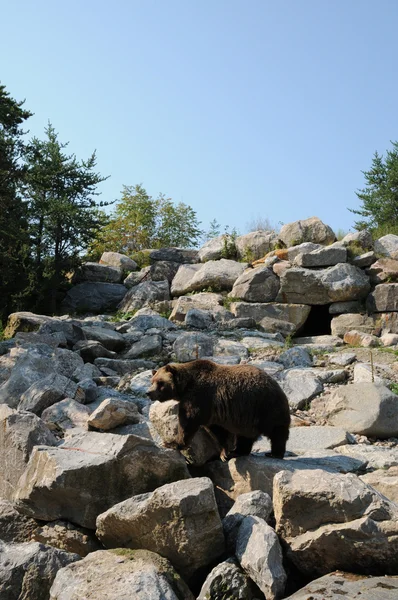 Quebec, medvěd v Zoo sauvage de Saint F?? licien — Stock fotografie