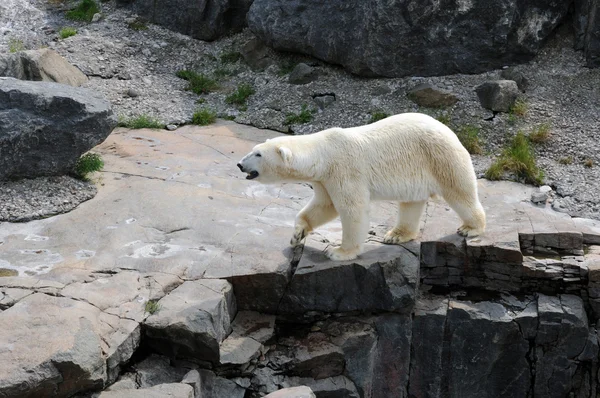 Quebec, medvěd v zoo sauvage de saint Felicienová — Stock fotografie