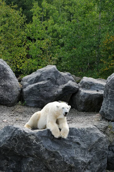 Quebec, medvěd v zoo sauvage de saint Felicienová — Stock fotografie