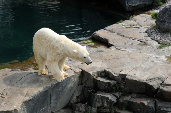 ケベック動物園ソバージュ デ サン フェリシエン ・ クマ ストック写真