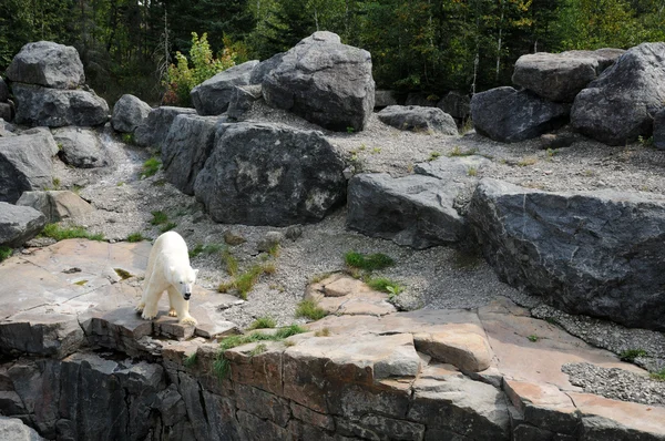 Квебек, ведмідь у зоопарку Соваж де Сен Felicien — стокове фото