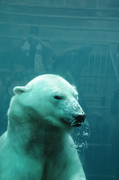 Quebec, oso en el zoológico sauvage de Saint Felicien —  Fotos de Stock