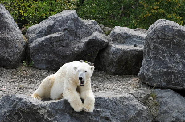 Quebec, medvěd v zoo sauvage de saint Felicienová — Stock fotografie