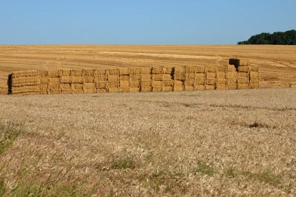 Bales of straw in a field in Jumeauville — Stock Photo, Image