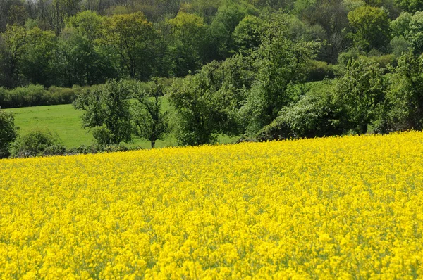 Field of rape in Boisemont — Stock Photo, Image