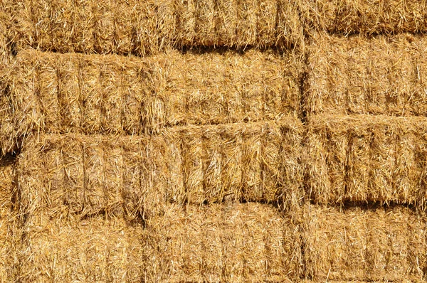 Jumeauville 中的一个字段中的稻草捆捆 — 图库照片