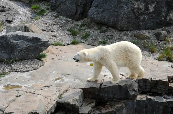 Quebec, medvěd v zoo sauvage de saint Felicienová — Stock fotografie