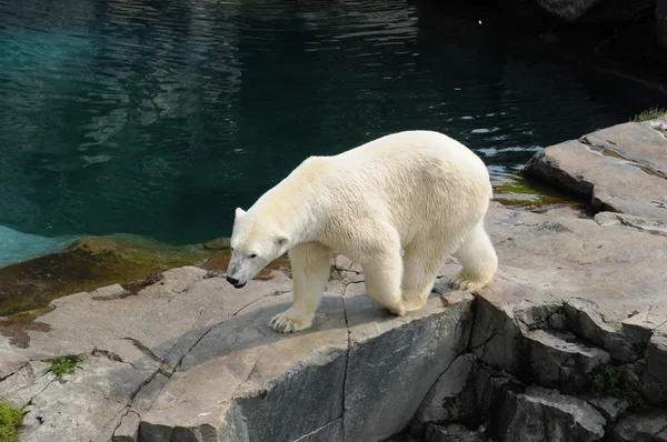 퀘벡, 동물원 그 곰 드 세인트 권상우 — 스톡 사진