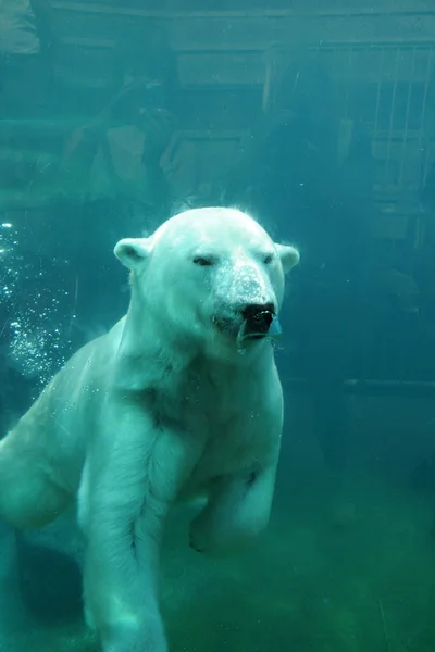 Quebec, oso en el zoológico sauvage de Saint Felicien — Foto de Stock