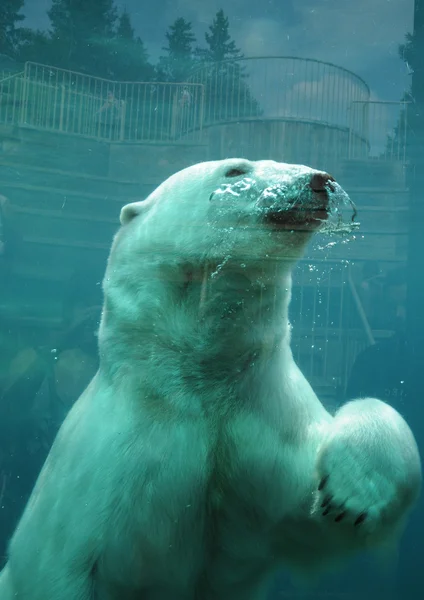 Quebec, oso en el zoológico sauvage de Saint Felicien — Foto de Stock