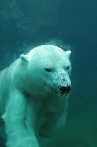 Quebec, oso en el zoológico sauvage de Saint Felicien —  Fotos de Stock