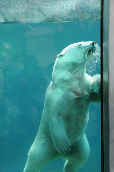 Quebec, beer in de dierentuin sauvage de saint felicien — Stockfoto