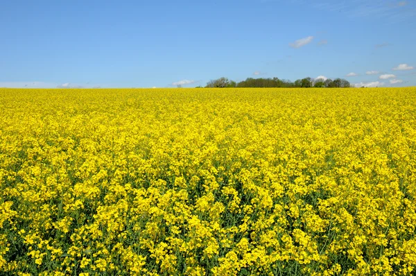 Field of rape in Boisemont — Stock Photo, Image