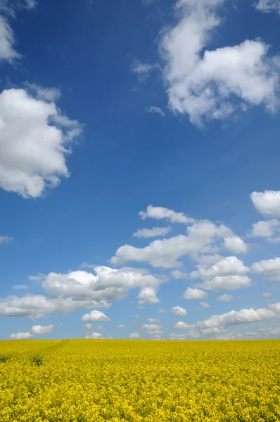 Field of rape in Boisemont — Stock Photo, Image