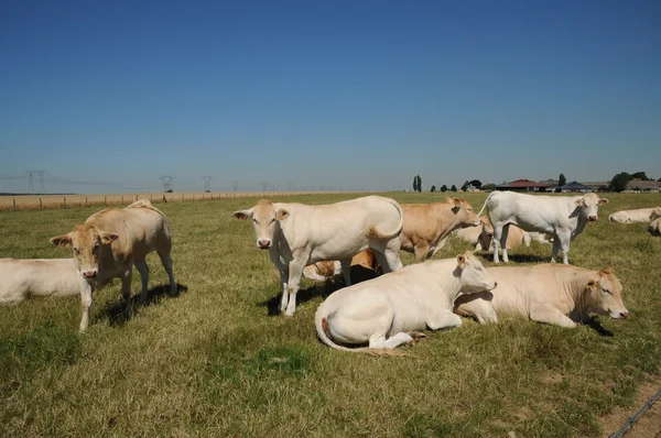 Yvelines, mucche in un prato in Andelu — Foto Stock