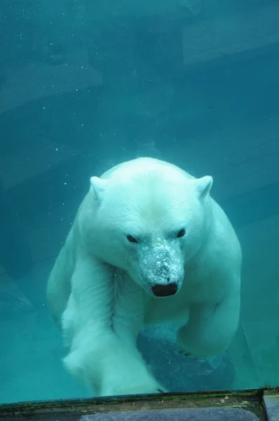 Canadá, Quebec, oso en el Zoo sauvage de Saint Felicien — Foto de Stock