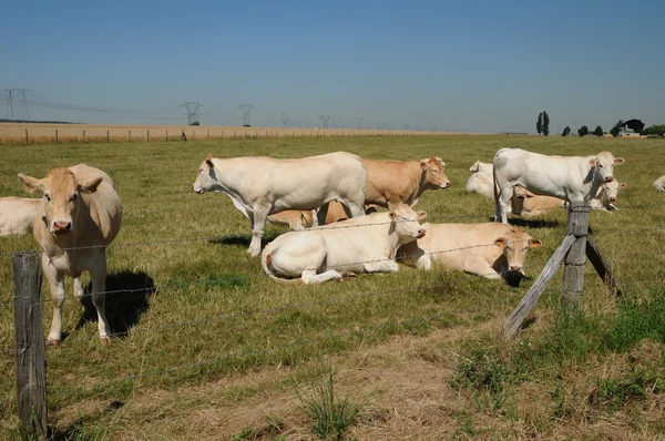 Yvelines, krávy na louce v andelu — Stock fotografie