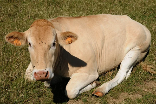 Yvelines, koeien in een weide in andelu — Stockfoto
