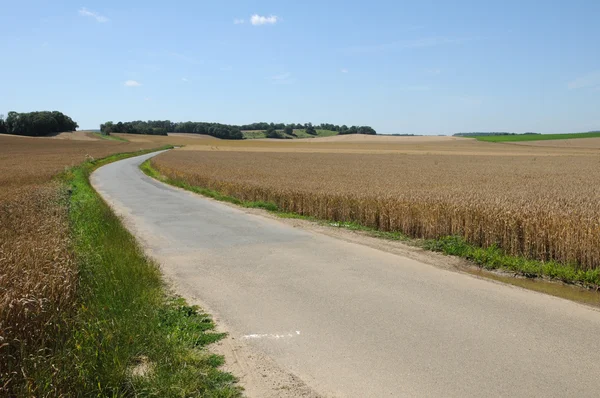 France, wheat field in Vigny — Stock Photo, Image