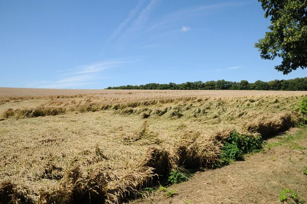 France, wheat field devastated by storm in Vigny — Stock Photo, Image