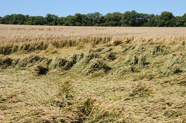 France, wheat field devastated by storm in Vigny — Stock Photo, Image