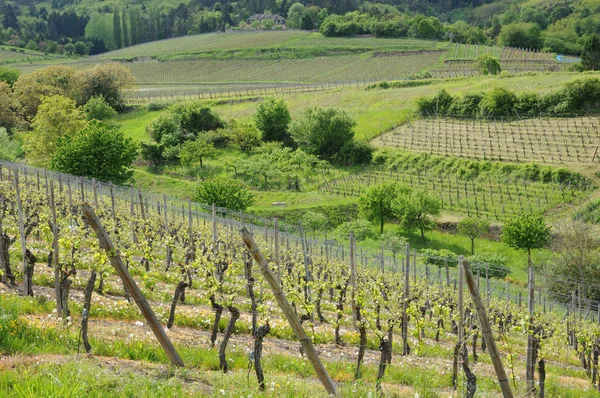 Winnica w hunawihr w Alzacji — Zdjęcie stockowe
