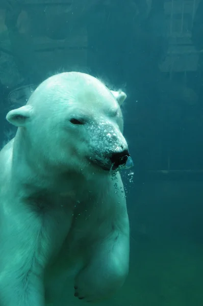 ケベック動物園ソバージュ デ サン フェリシエン ・ クマ — ストック写真