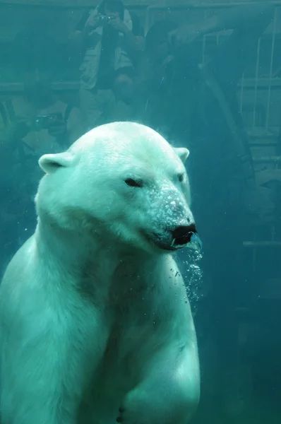 Quebec, oso en el zoológico sauvage de Saint Felicien — Foto de Stock